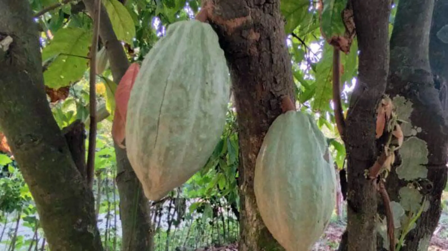 Cacao